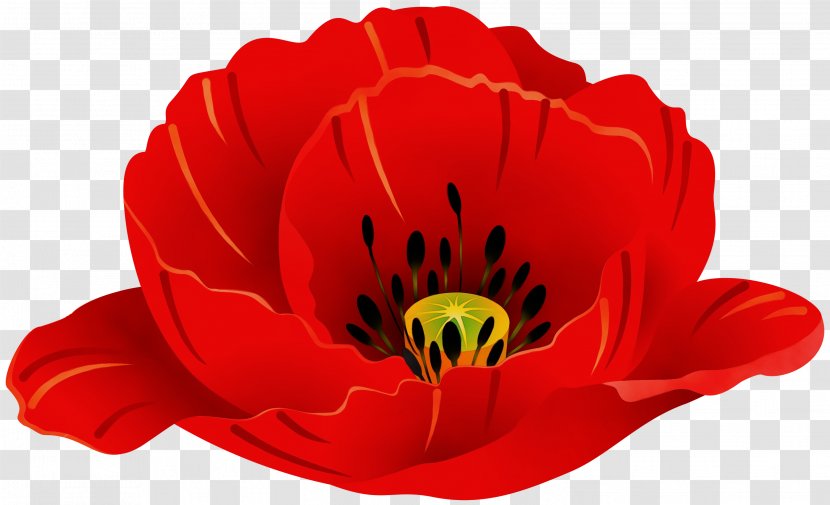 Red Watercolor Flowers - Tulip - Perennial Plant Cut Transparent PNG