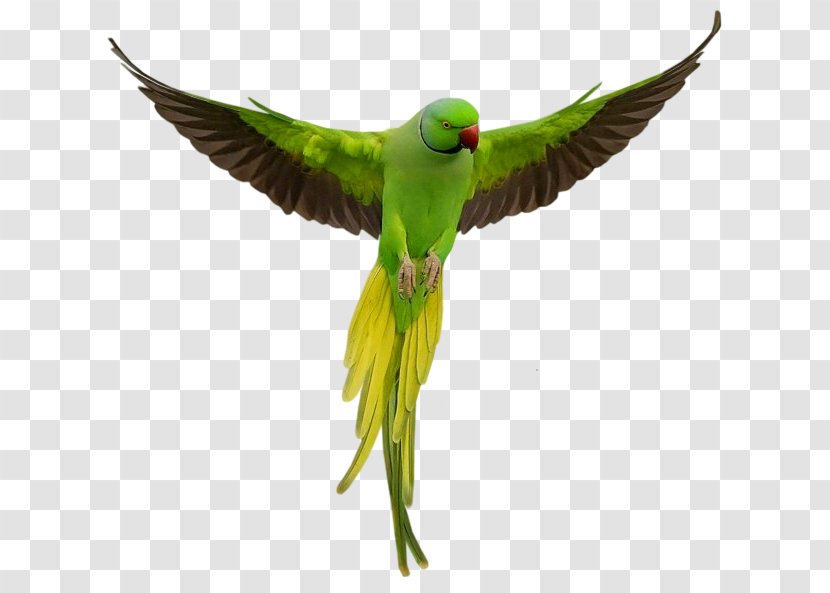 Parrot Lovebird Rose-ringed Parakeet - Wing - Transparent Green Picture Transparent PNG