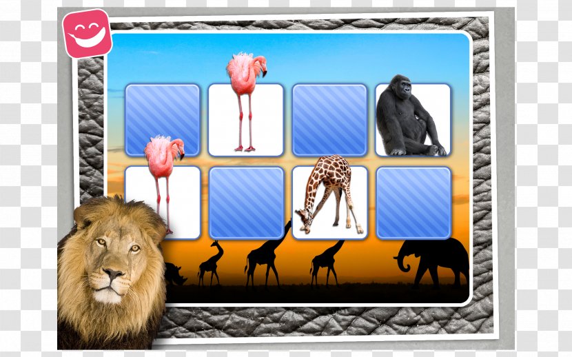 God's Mirror Leader's Edition Fauna Of Africa Zoo Picture Frames Transparent PNG