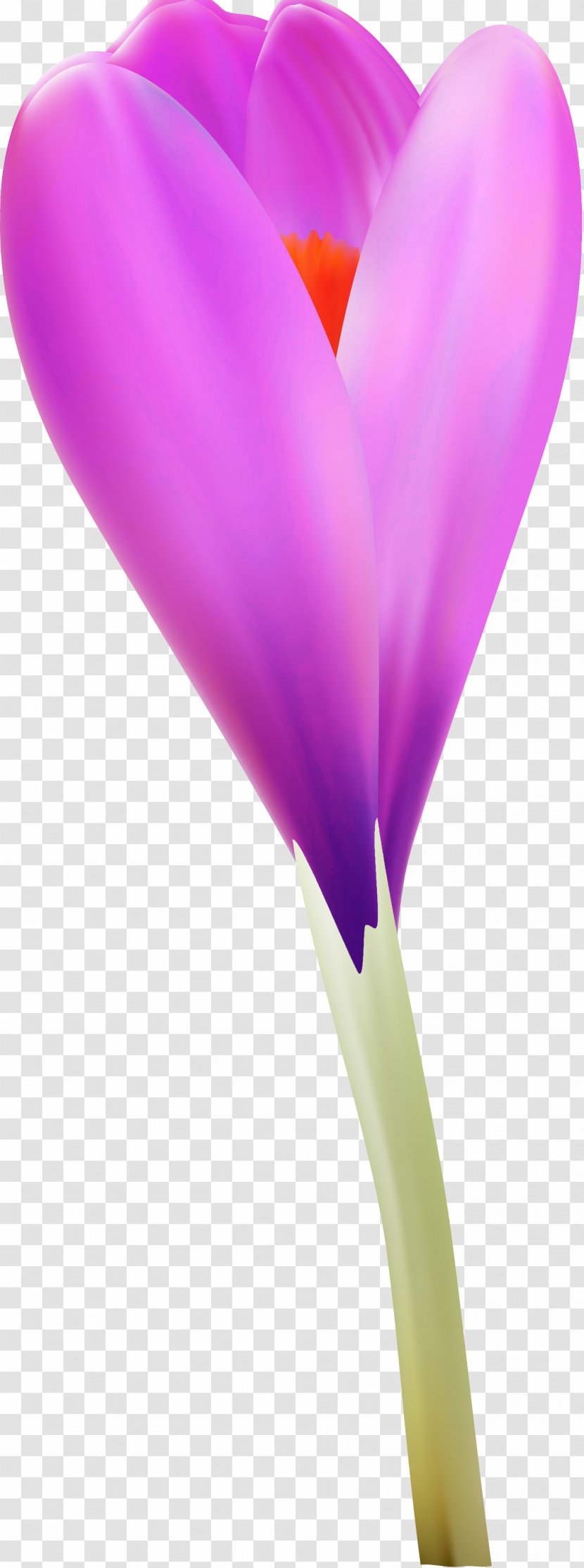 Flowering Plant Purple Violet Lilac Lavender - Crocus Transparent PNG