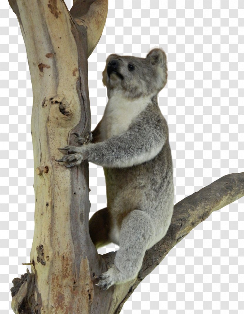 Koala Marsupial Telepathy Psychokinesis Mammal - Tree Transparent PNG