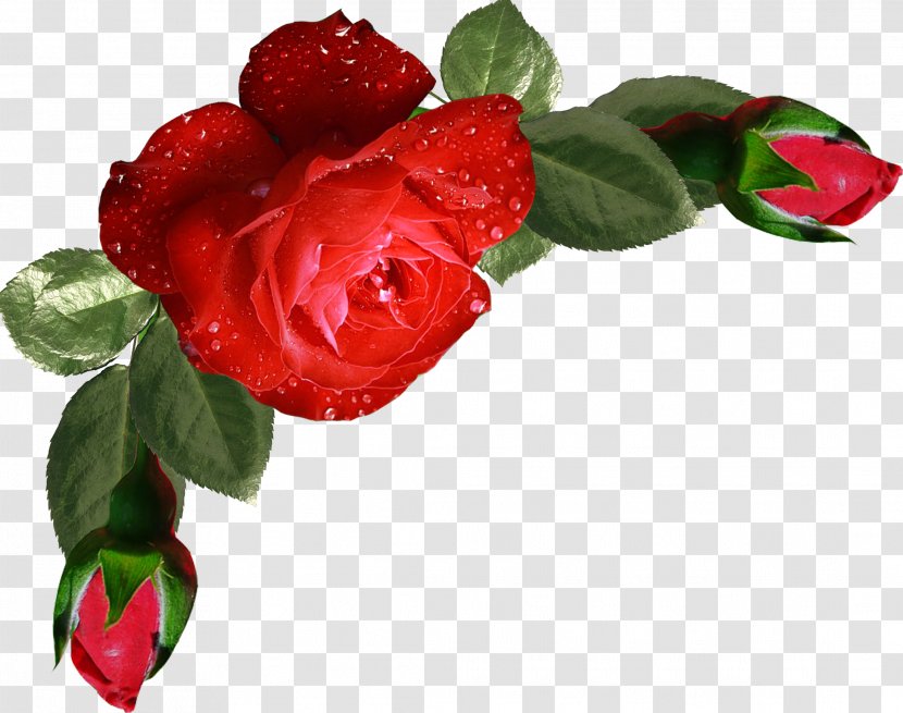 Garden Roses Flower Bouquet Clip Art - Painting - Flowers And Floral Pattern Design Material Transparent PNG