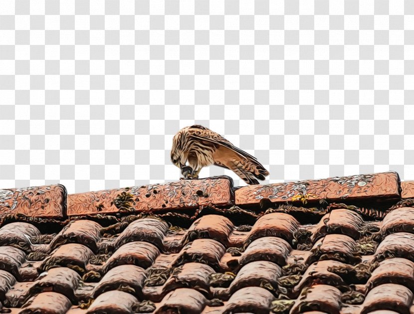 Birds Roof Biology Science Transparent PNG