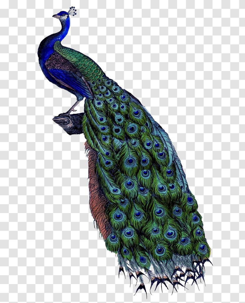 Pavo Painting Art Canvas Wall - Organism - Peacock Pattern Transparent PNG