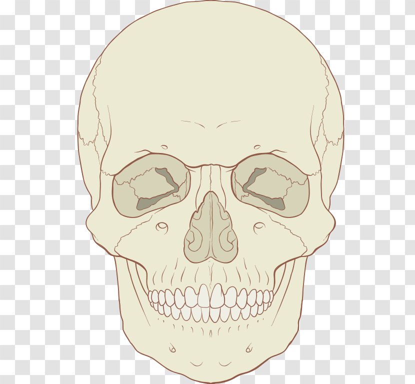 Skull Human Skeleton Axial Body Bone - Neck Transparent PNG