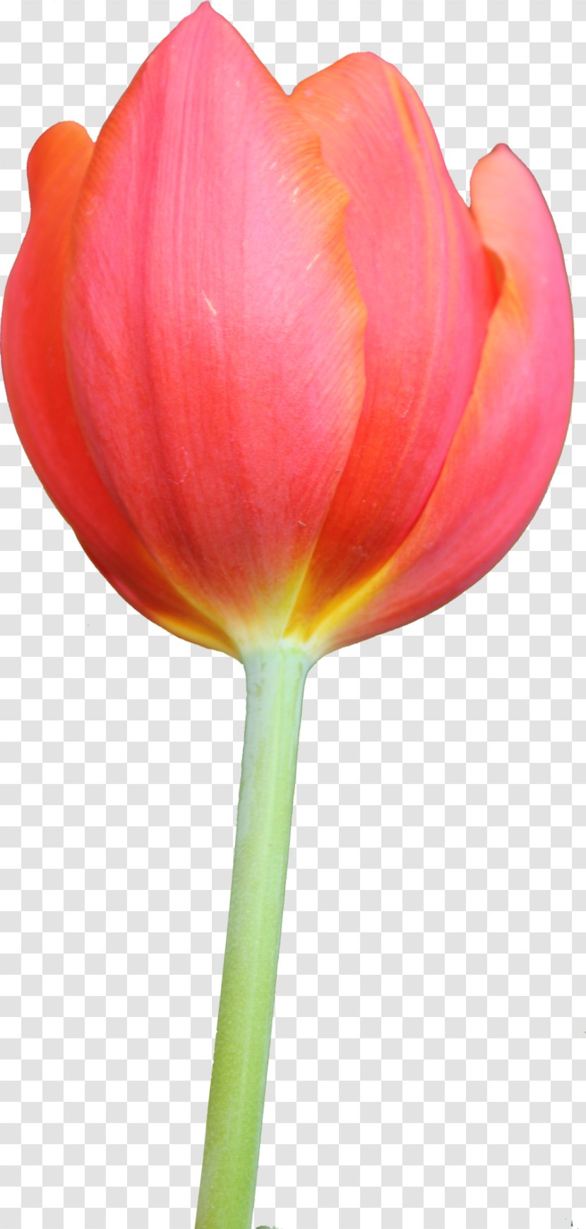 Tulip Flower Bouquet Clip Art - Watercolor Bunny Transparent PNG