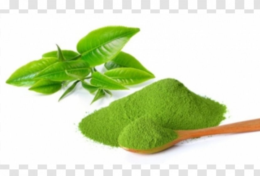 Green Tea Matcha Camellia Sinensis Japanese Cuisine - Leaf Transparent PNG