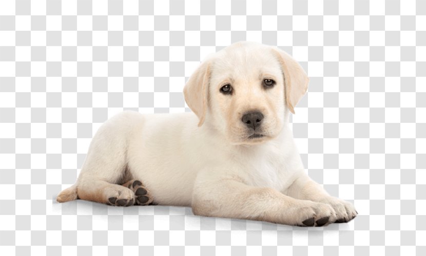 Puppy Labrador Retriever Golden Clip Art Transparent PNG