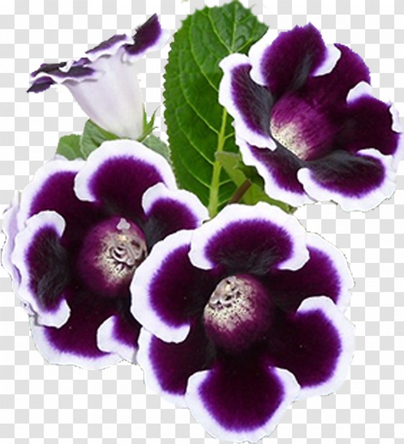 KAISER - Flowering Plant - Corporate Online Store Sinningia Tuber GloxiniaPlant Transparent PNG