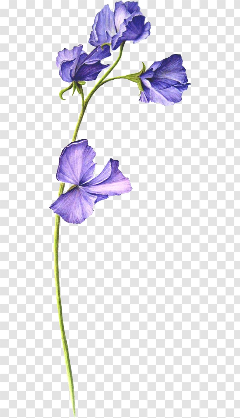 Sweet Pea Botanical Illustration Flower Transparent PNG