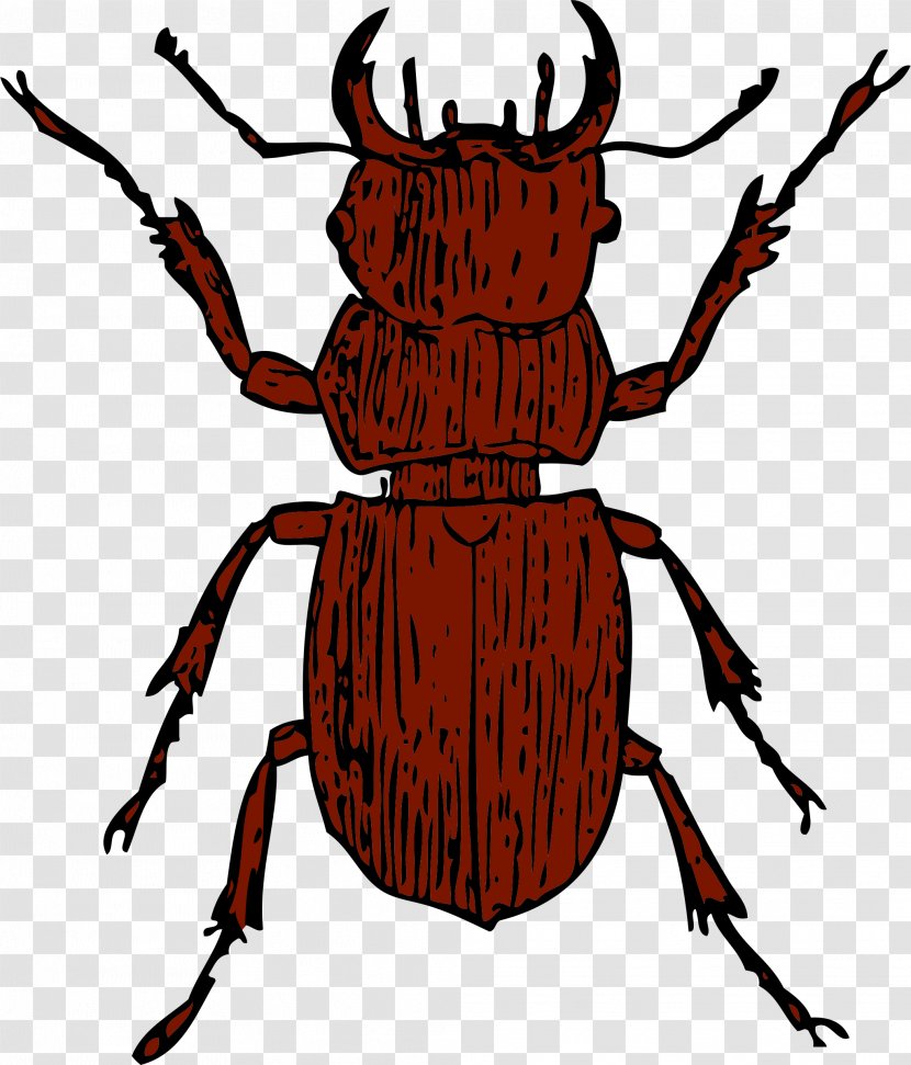 Stag Beetle Deer Clip Art - Artwork Transparent PNG