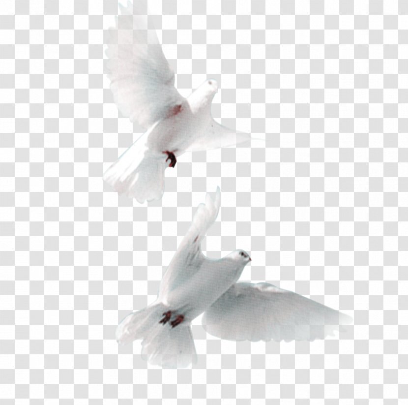 Domestic Pigeon Bird Snow Streptopelia - White Dove - Pictures Transparent PNG