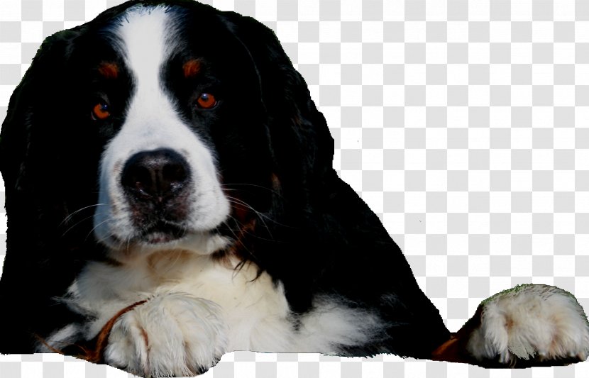 Dog Breed Bernese Mountain Greater Swiss Puppy Bernedoodle - Snout Transparent PNG