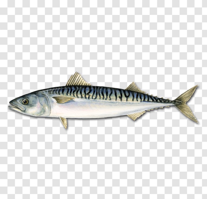 Atlantic Mackerel Pelagic Fish Bluefin Tuna - King Transparent PNG