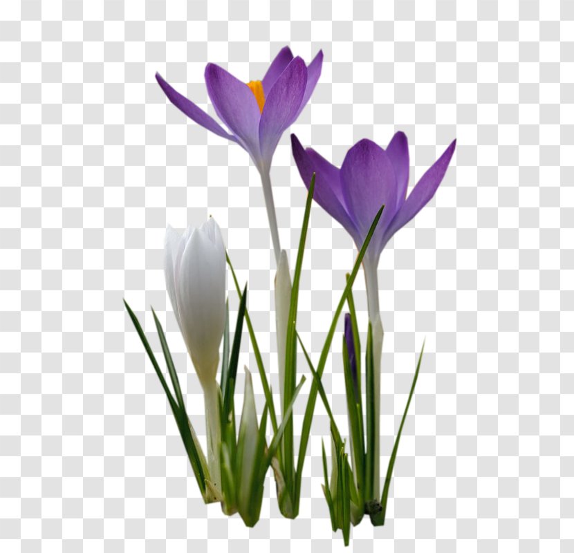 Crocus Cut Flowers Violet Mauve - Lunar Calendar Transparent PNG