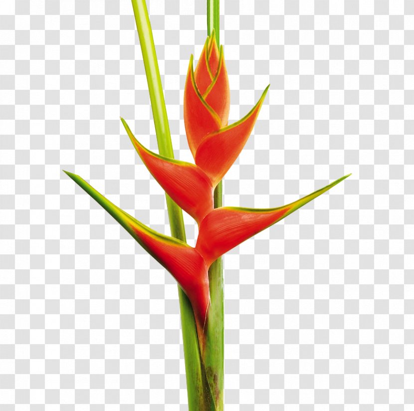 Heliconia Bihai Cut Flowers False Bird Of Paradise Flower - Flores Tropicales Transparent PNG