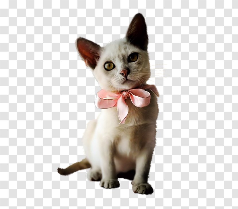 Munchkin Cat Kitten Burmese Persian Puppy - Animal - Marie Transparent PNG