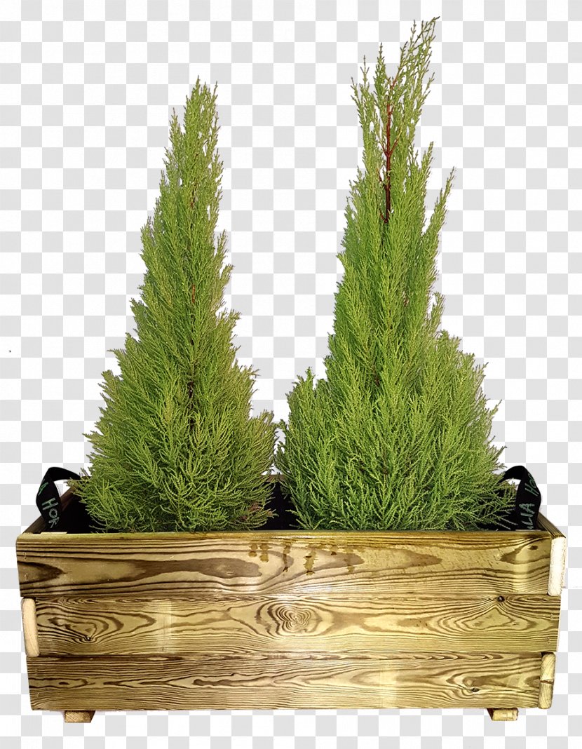 Spruce Larch Grasses Fir Flowerpot - Grass Family - Huerto Transparent PNG