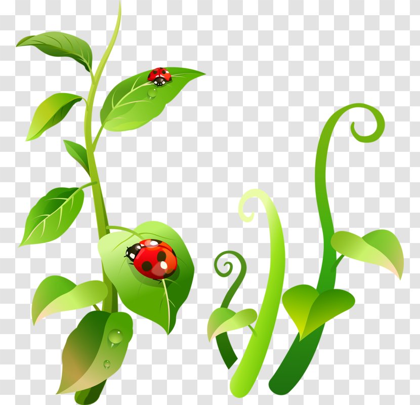 Ladybird Insect Clip Art - Plant - Cartoon Floral Motifs Transparent PNG