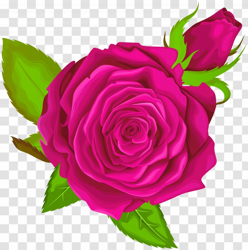 Garden Roses Centifolia Clip Art - Animation - Pink Rose Decorative Image Transparent PNG