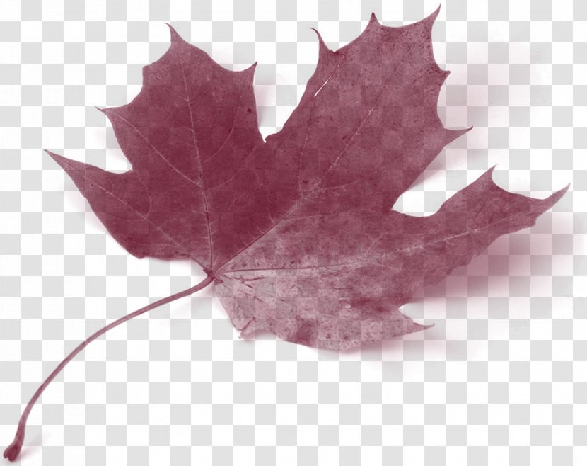 Canada Acer Circinatum Maple Leaf Autumn Color Transparent PNG