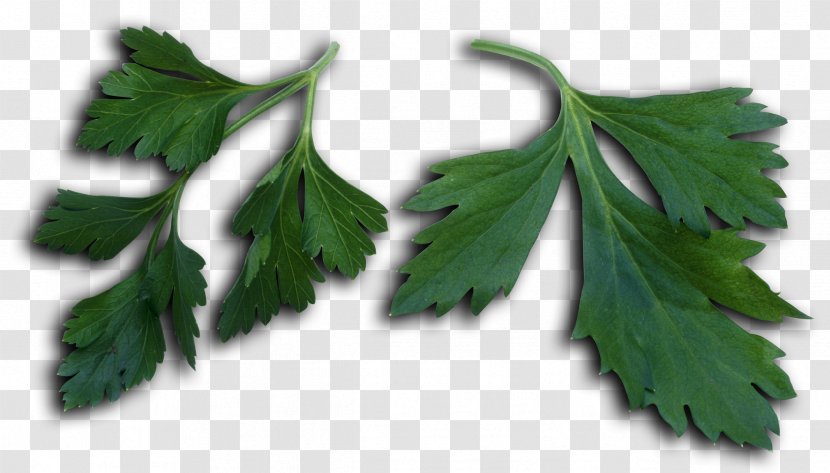 Parsley Leaf Vegetable Herb - Floating Petals Transparent PNG