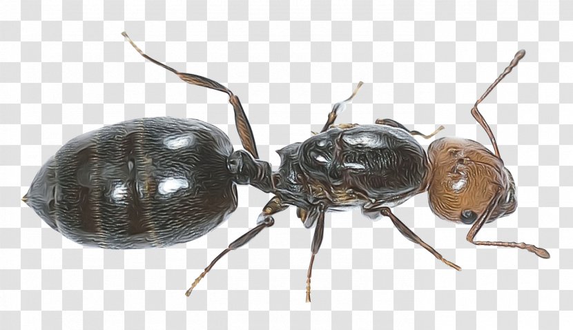 Ant Cartoon - Pest - Carpenter Transparent PNG