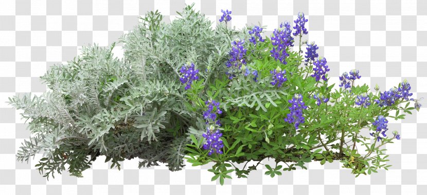 Flower Garden - Subshrub - Lilac Transparent PNG