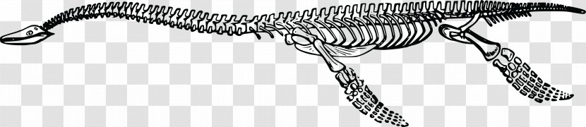 Tyrannosaurus Plesiosauria Dinosaur Plesiosaurus Skeleton - Carnivoran Transparent PNG