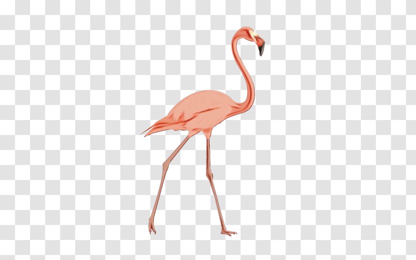 Flamingo - Bird - Cranelike Neck Transparent PNG
