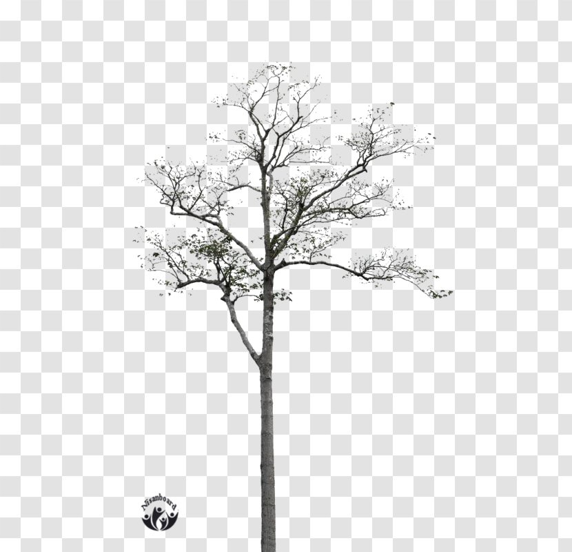 Twig Black And White Tree - Monochrome Transparent PNG