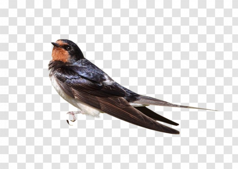 Bird Sparrow - Swallow - Hand Drawn Transparent PNG