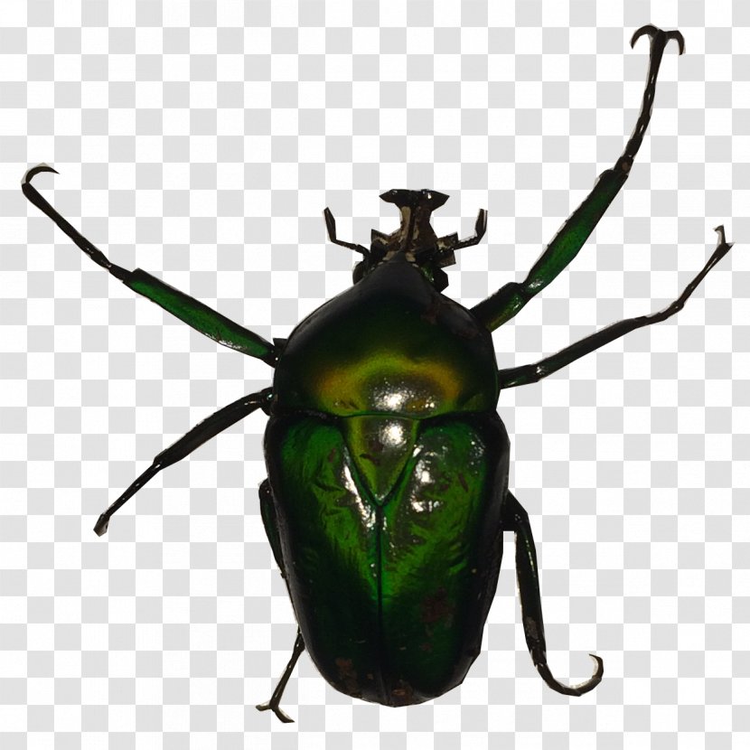 Dung Beetle Dicronorhina Derbyana Weevil Käferzucht Dresden - Arthropod Transparent PNG