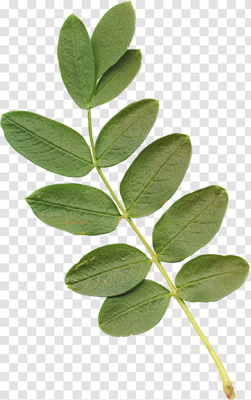 Leaf Plant Stem Acacia - Eucalyptus Leaves Transparent PNG