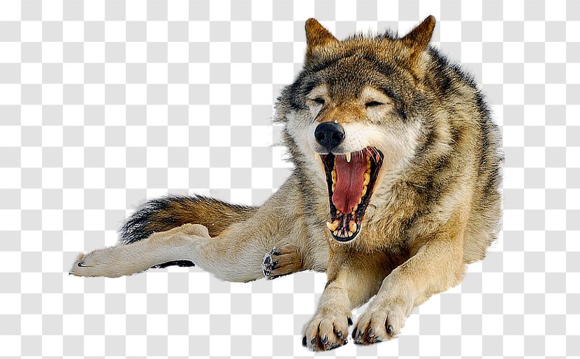 Iberian Wolf Lossless Compression - Wildlife - Wolfdog Transparent PNG