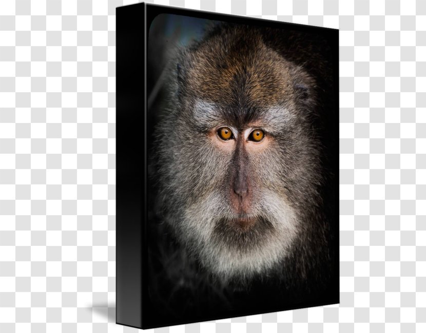 Macaque Old World Cercopithecidae Whiskers Fur - Fauna - Balinese Art Transparent PNG