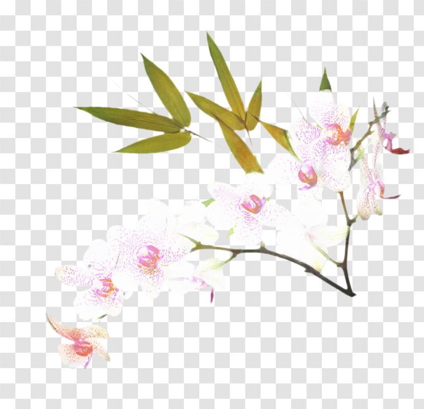 Cherry Blossom Cartoon - Dendrobium - Moth Orchid Transparent PNG