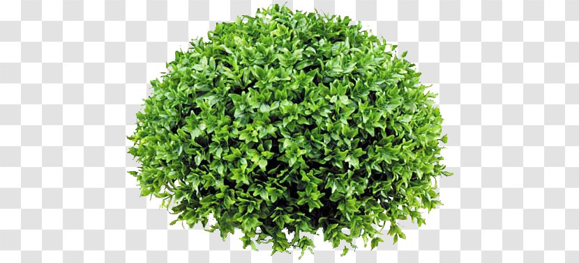 Ilex Crenata Shrub Common Holly Tree Plant - Juniper Transparent PNG