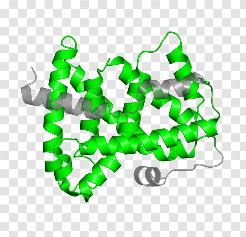 Clip Art Product Organism Line - Green - Biology Biomolecules Proteins Transparent PNG