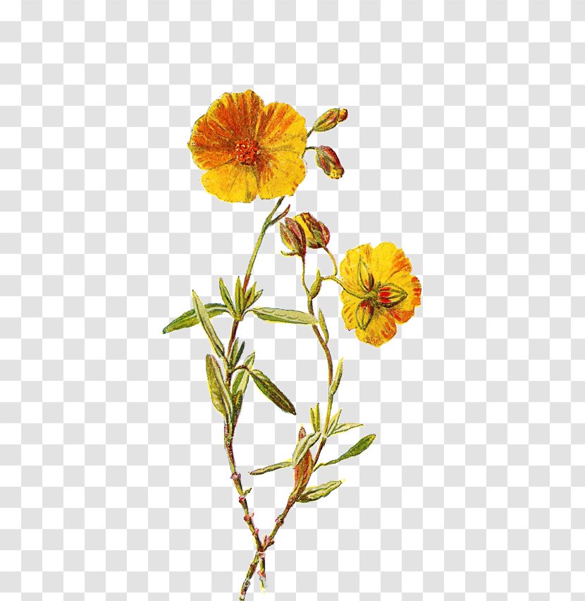 Familiar Wild Flowers Botanical Illustration Botany Clip Art - Petal - Flower Transparent PNG
