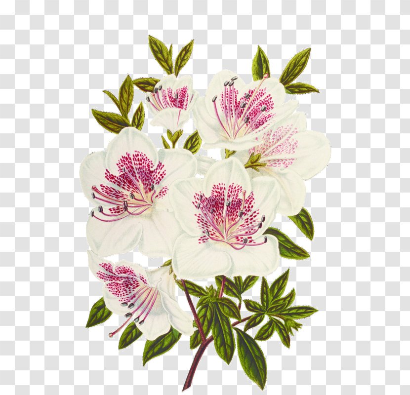 Moth Orchids Hibiscus - Pink Flowers - Flower Transparent PNG