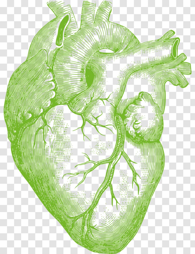 Heart Anatomy Anatomically Correct Doll Human Body Drawing - Tree - Printdesign Transparent PNG
