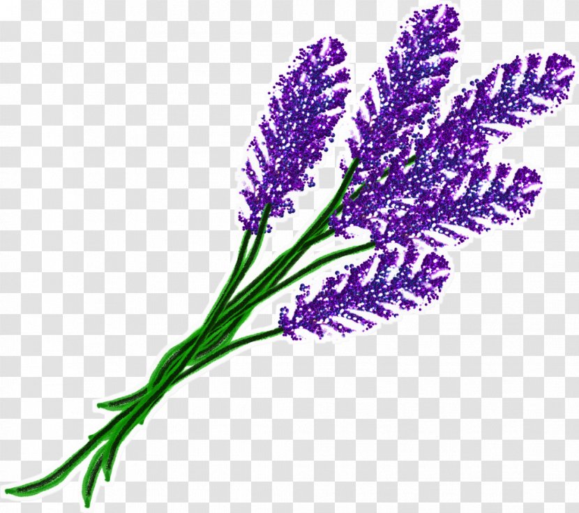 English Lavender Flower Violet French Garden Roses - Garrigue - Lavanda Transparent PNG