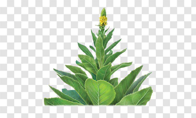 Buddha Teas Herbal Tea - Herbalism - Mullein Leaf18 Bags Great Alvita Organic TeaTea Transparent PNG
