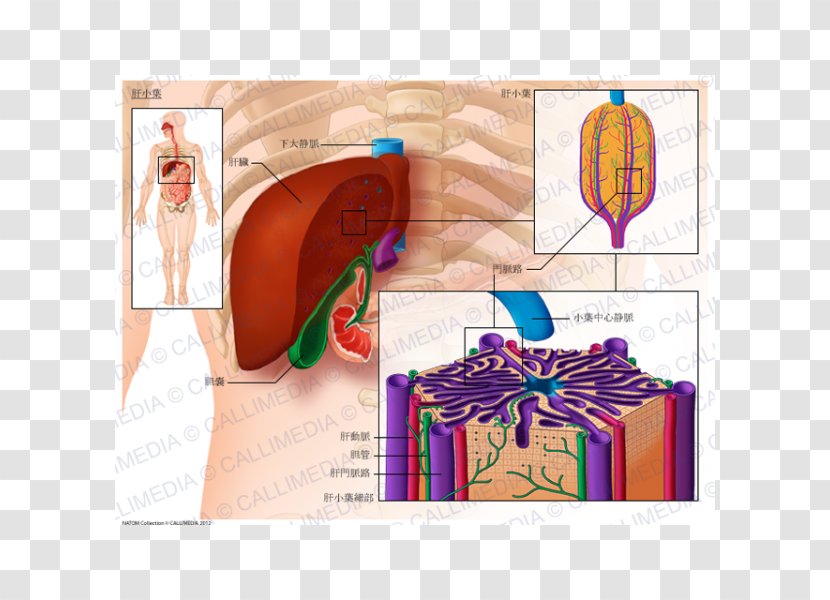 Lobe Lobules Of Liver Anatomy Hepatic Veins - Flower - Human Transparent PNG