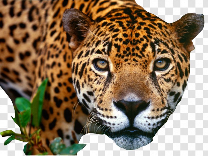 Jaguar Cars Jacksonville Jaguars Luxury Vehicle Sport Utility - Fauna Transparent PNG