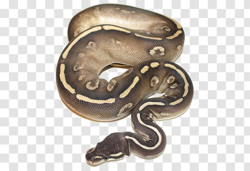Boa Constrictor Snake Ball Python Piebald Pet - Scaled Reptile Transparent PNG