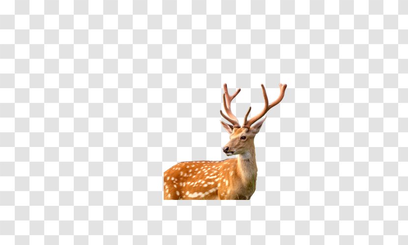 Reindeer Antler - Velvet - Deer Transparent PNG