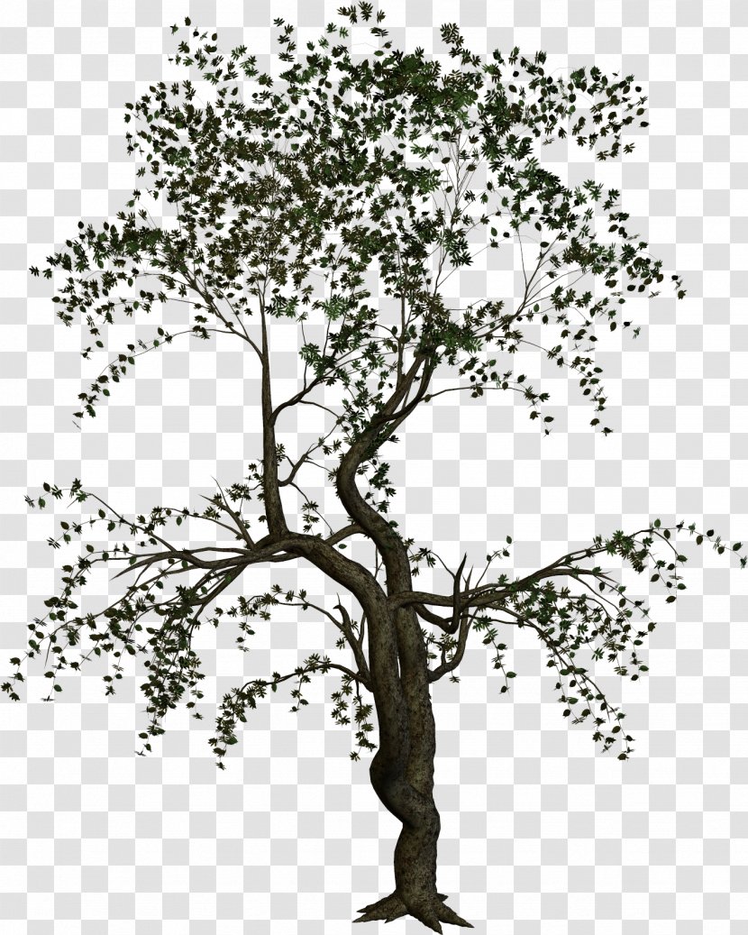 Treelet Woody Plant Branch - Monochrome Photography - Cartoon Tree Transparent PNG