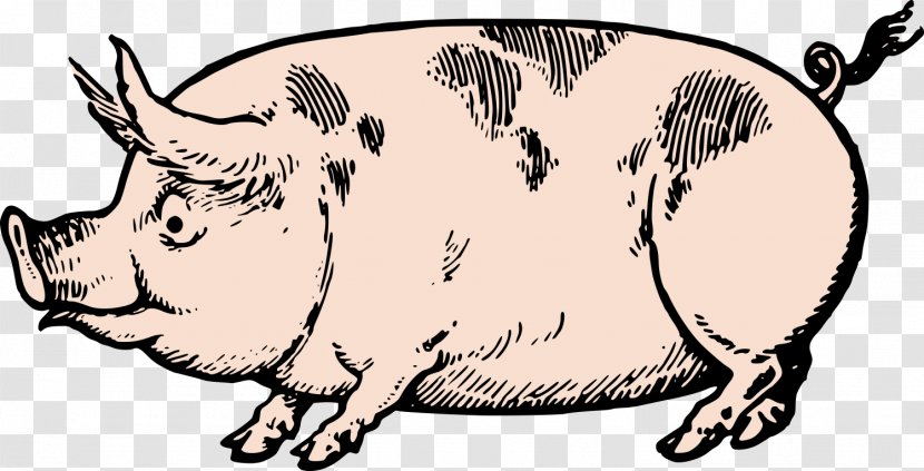 Pig Drawing Clip Art - Horse Like Mammal - Fat Transparent PNG